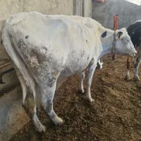 گاوگوساله گاوابستن