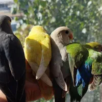 انواع طوطی برزیلی نر ماده مولد جوجه بالغ سخنگو رام|پرنده|تهران, استاد معین|دیوار