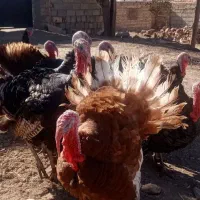 بوقلمون های نر طبیعی