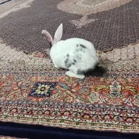 خرگوش ماده خانگی|موش و خرگوش|اردبیل, |دیوار