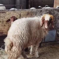 بره نر داشتی، 19تمن|حیوانات مزرعه|آبدانان, |دیوار