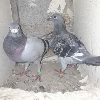 کبوتر پلاکی|پرنده|شادگان, |دیوار