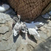 حیوانات خانگی|حیوانات مزرعه|آبدانان, |دیوار