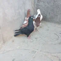 کبوتر