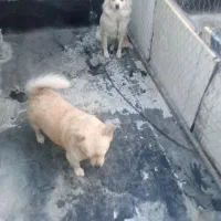 یه جفت سگ خارجی نر وماده همراه با قلاده و باکس