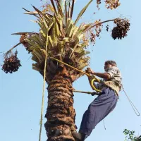 قطع نخل با اره بنزینی ،،زارعی،،