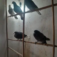 کبوترپرشی فروشی|پرنده|بندر ترکمن, |دیوار