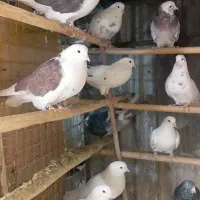 کبوتر پرشی تنکردنی