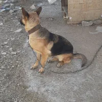 سگ ژرمن اصیل .ماده|سگ|کرمانشاه, |دیوار