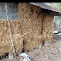 علوفه دام، کلوش