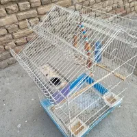 قفس عروس هلندی و مرغ عشق