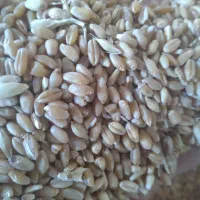 گندم|گل و گیاه طبیعی|شوش, |دیوار