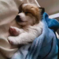 پامر خرسی|سگ|پردیس, فاز ۹|دیوار