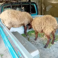 گوسفند