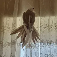 عروس هلندی مولد|پرنده|گیلان غرب, |دیوار