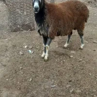 کوسفند نر یک سال|حیوانات مزرعه|مشگین شهر, |دیوار