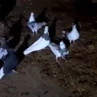 کبوتر پرنده هویزه|پرنده|اهواز, آریاشهر|دیوار
