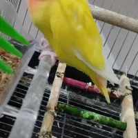 طوطی برزیلی نروماده مولد|پرنده|شاهین‌شهر, الهیه|دیوار