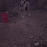 ماده سگ جنس دار