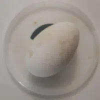 تخم غاز ۵۰هزار
