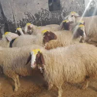 میش سنجابی|حیوانات مزرعه|گهواره, |دیوار