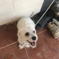 سگ شیتزو|سگ|بهبهان, |دیوار