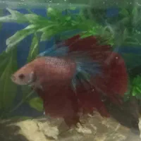 ماهی فایتر|ماهی|تبریز, |دیوار