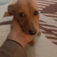 سگ نژاد اشپیزو|سگ|مشهد, سجاد شهر|دیوار