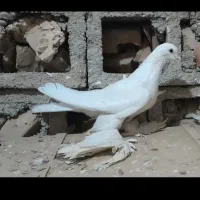 کبوتر پاپر سفید چرخی