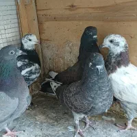 جوجه کبوتر پرشی|پرنده|ری, علایین|دیوار