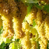 فروش زمین ۵۰۰۰ متری در شهرک آزادی|فروش زمین و ملک کلنگی|تهران, شهرک آزادی|دیوار