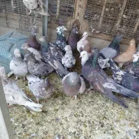 همدانی سرور|پرنده|اصفهان, ارغوانیه|دیوار