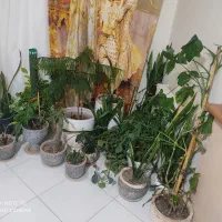 گل‌های آپارتمانی