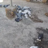 کبوتر فروشی