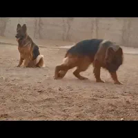 یک جفت ژرمن شپرد درجه یک و موبلند اصل توله داده