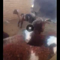 حیوانات مزرعه|حیوانات مزرعه|سلامی, |دیوار