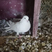 کبوتر طوقی|پرنده|سرپل ذهاب, |دیوار