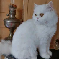 واگذاری گربه پرشین سفید نر مولد