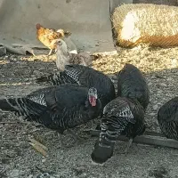 بوقلمون محلی|حیوانات مزرعه|قم, قم نو|دیوار