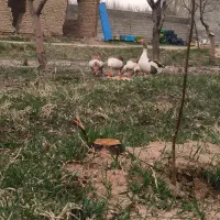 غاز و اردک محلی ویک عدد دستگاه جوجه کشی|حیوانات مزرعه|آوج, |دیوار