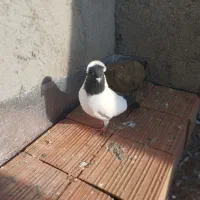 کبوتر پرستویی