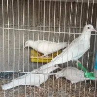 کبوتر|پرنده|تربت‌حیدریه, آغوی|دیوار