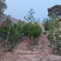 باغ-ویلا-چهار-دیواری