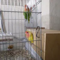 یه جفت طوطی برزیلی مولد|پرنده|کنگاور, |دیوار