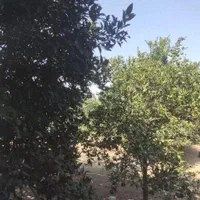 فروش باغ و خانه ویلایی|فروش خانه و ویلا|قائم‌شهر, |دیوار