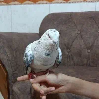 کفتر خوشگلل نژاد قوچی|پرنده|قرچک, میرزائی شمالی|دیوار