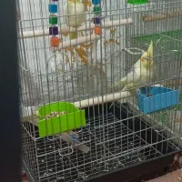 عروس هلندی وگرینچیک عروس به دختر رایگان میدم