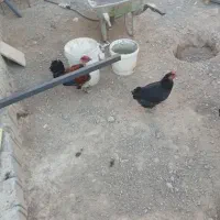 مرغ|حیوانات مزرعه|وحدتیه, |دیوار