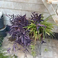 ۱۳ گلدان ‌با گل طبیعی و مصنوعی