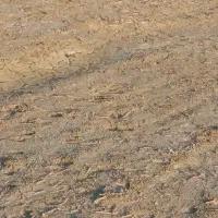 گوسفندچاق|حیوانات مزرعه|گمیشان, |دیوار